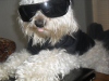 Avatar de Usuario